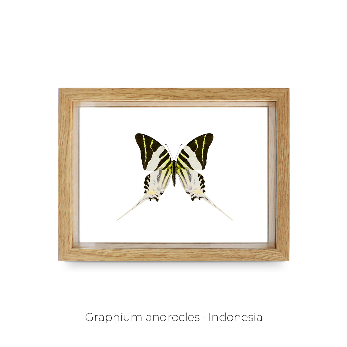 Cuadro de Mariposa Graphium - artículo decorativo