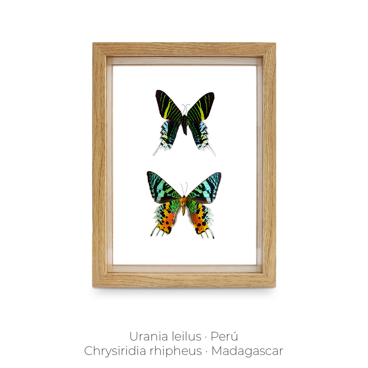 Cuadro de Mariposas Urania-chrysiridia - artículo decorativo