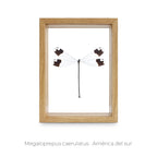 Cuadro Libélula Megaloprepus - artículo decorativo