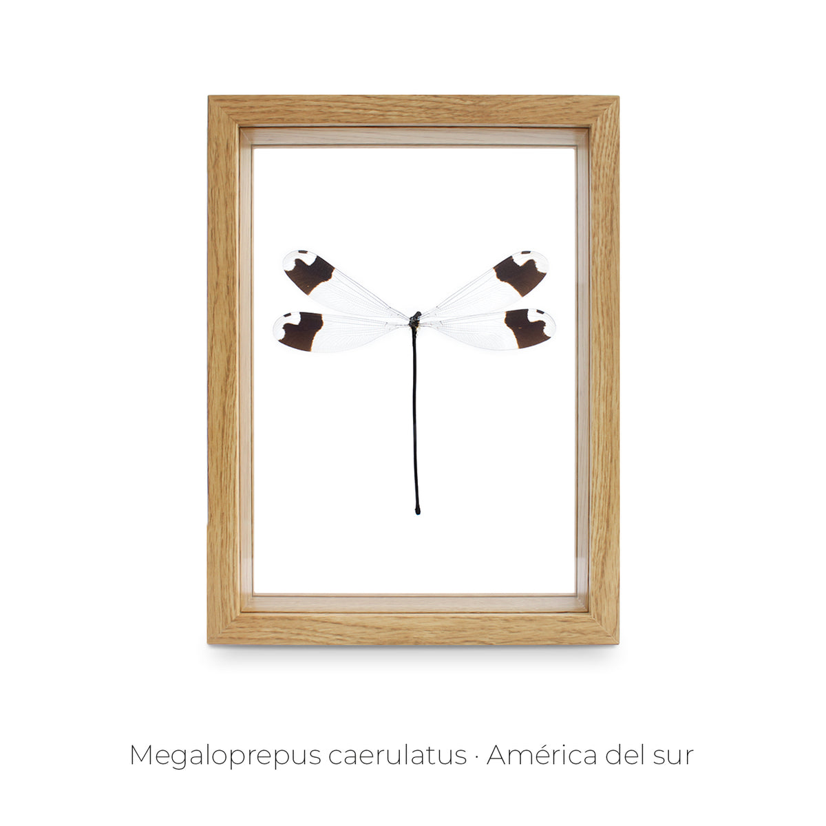Cuadro Libélula Megaloprepus - artículo decorativo