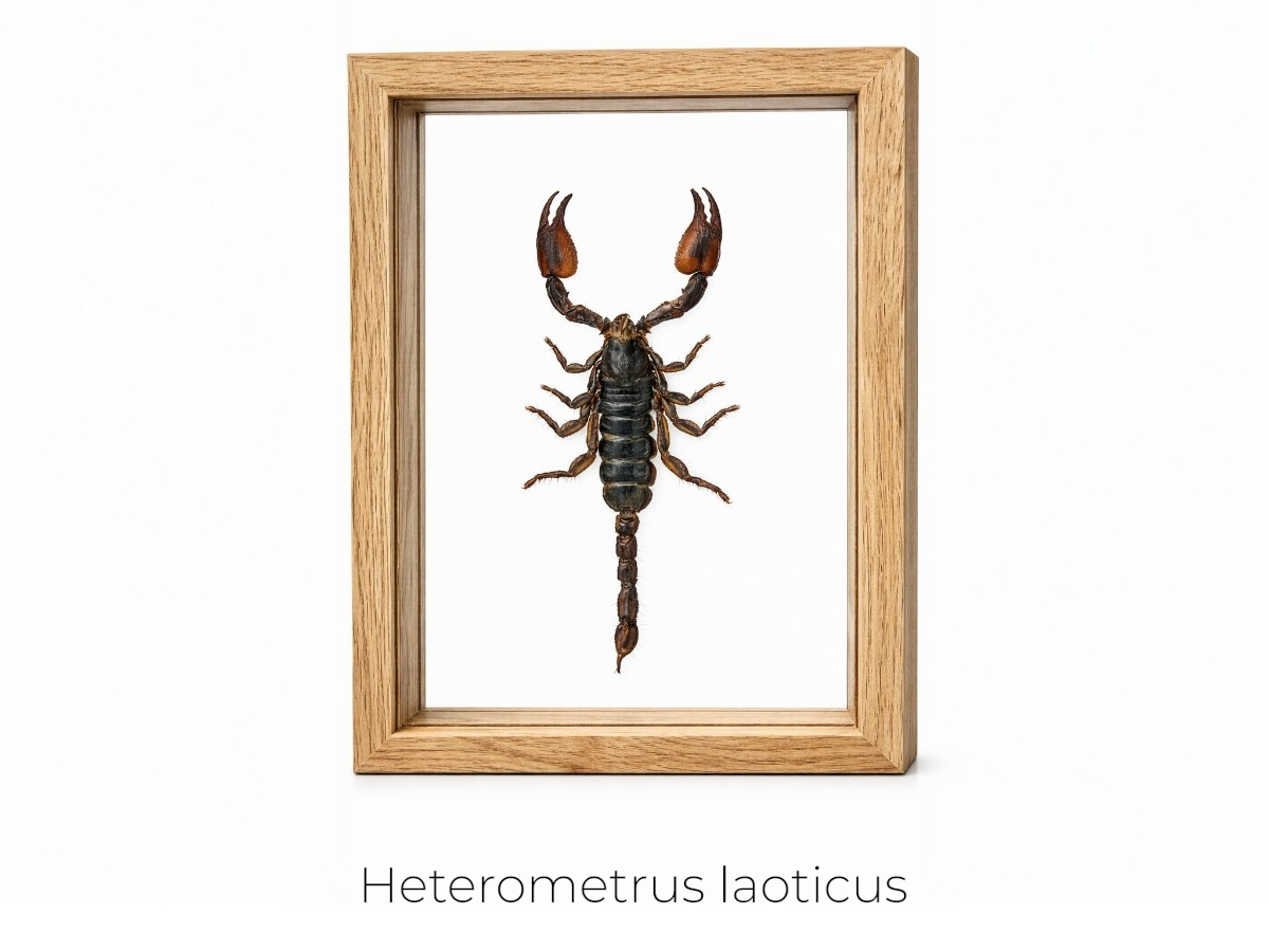 Cuadro de Insecto Escorpión - artículo decorativo