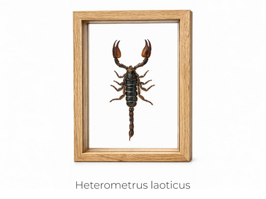CUADRO DE INSECTO ESCORPIÓN