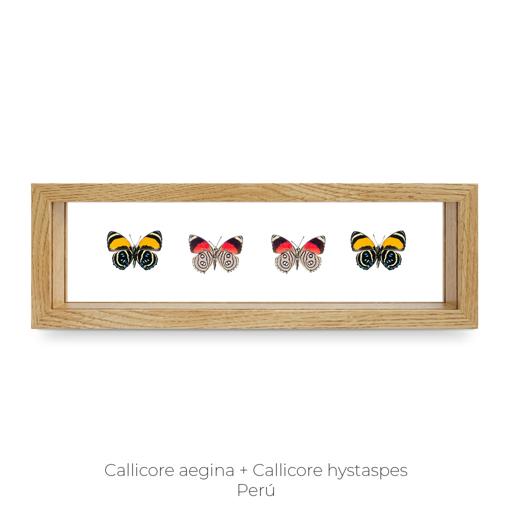Cuadro de 4 Mariposas Callicore - artículo decorativo