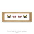 Cuadro de 4 Mariposas Callicore - artículo decorativo