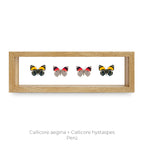 Cuadro de 4 Mariposas Callicore - artículo decorativo