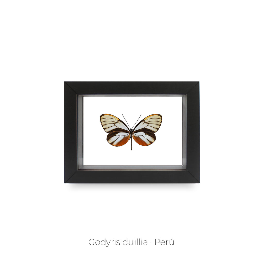 Cuadro de Mariposa Godyris - artículo decorativo
