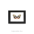 Cuadro de Mariposa Godyris - artículo decorativo