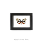 Cuadro de Mariposa Godyris - artículo decorativo