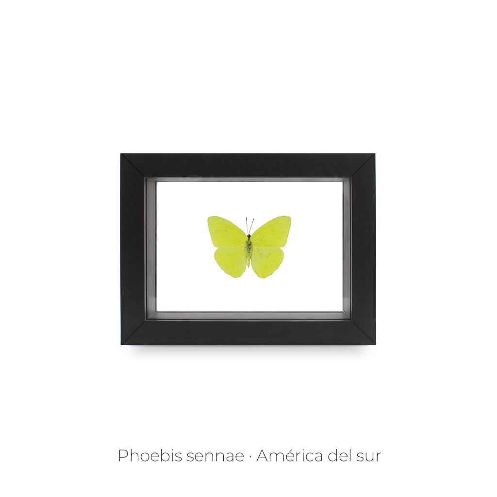Cuadro de Mariposa Phoebis Sennae - artículo decorativo