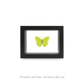 Cuadro de Mariposa Phoebis Sennae - artículo decorativo