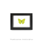 Cuadro de Mariposa Phoebis Sennae - artículo decorativo