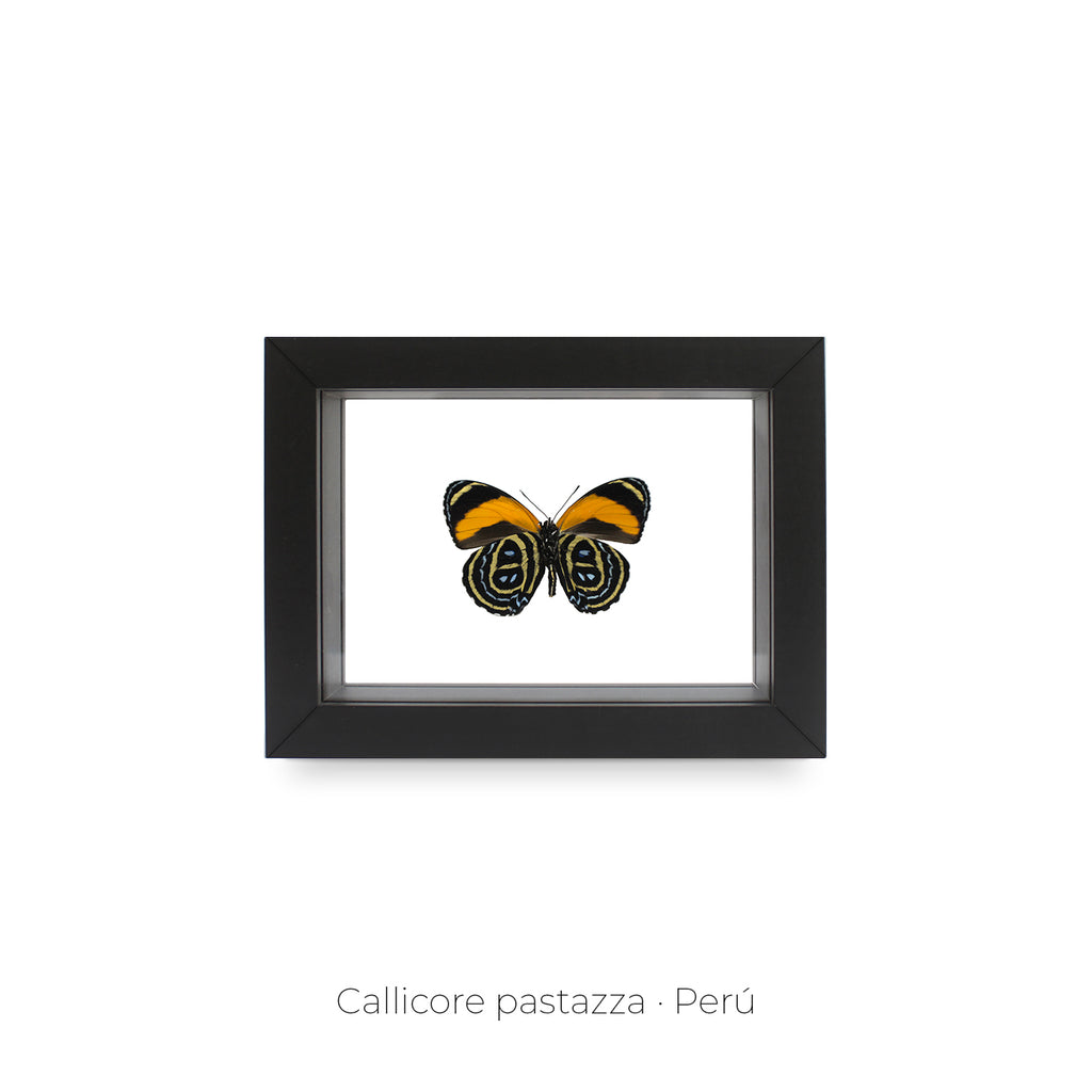 Cuadro de Mariposa Callicore - artículo decorativo