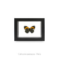 Cuadro de Mariposa Callicore - artículo decorativo