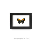 Cuadro de Mariposa Callicore - artículo decorativo