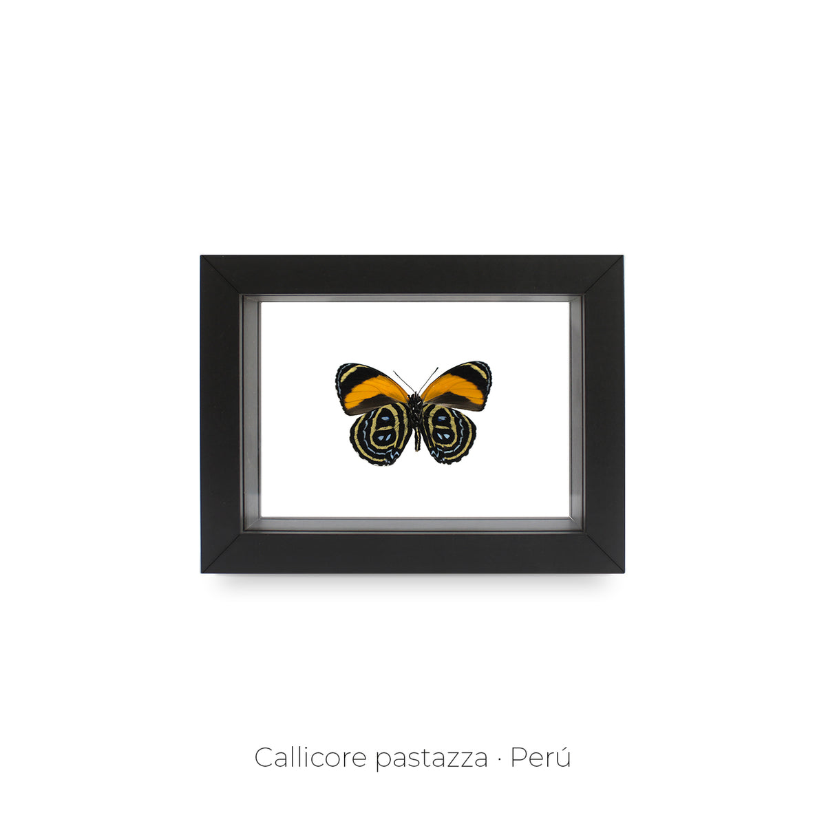 Cuadro de Mariposa Callicore - artículo decorativo