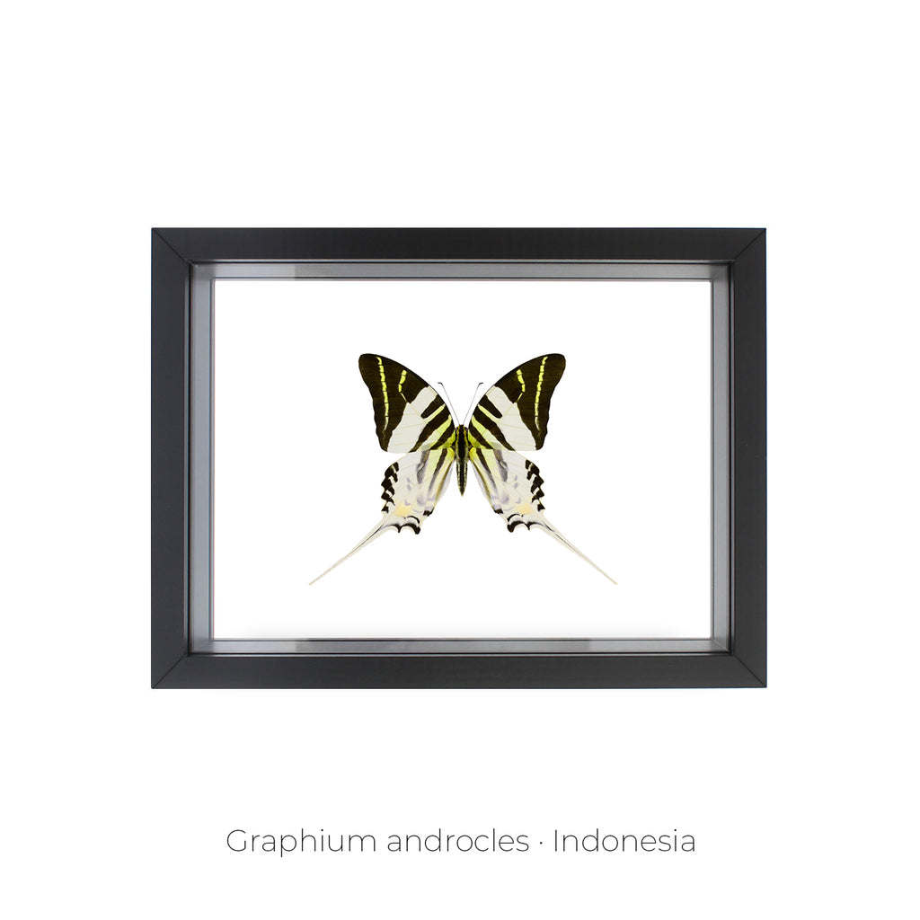 Cuadro de Mariposa Graphium - artículo decorativo