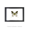 Cuadro de Mariposa Graphium - artículo decorativo