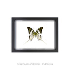 Cuadro de Mariposa Graphium - artículo decorativo