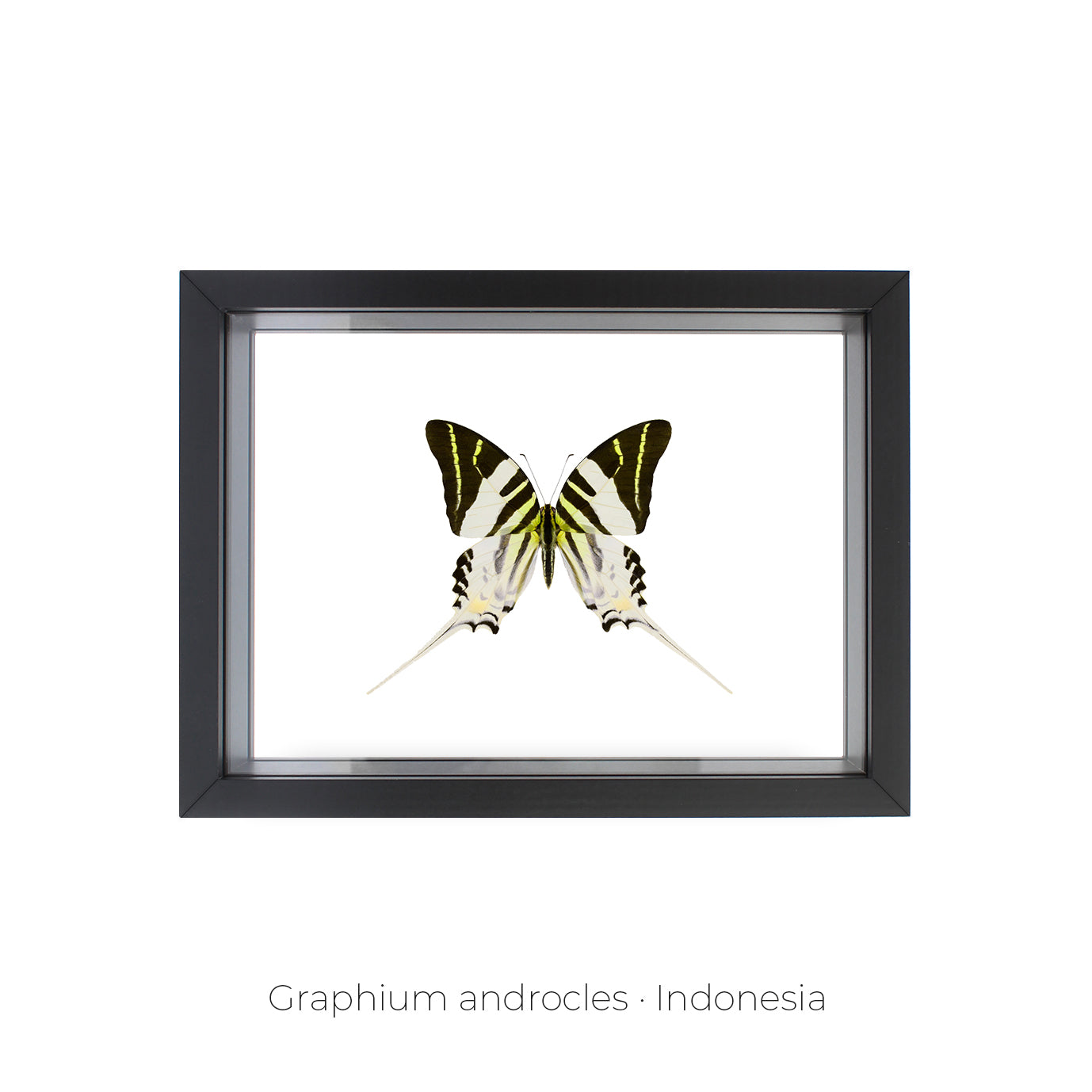 CUADRO DE MARIPOSA GRAPHIUM.