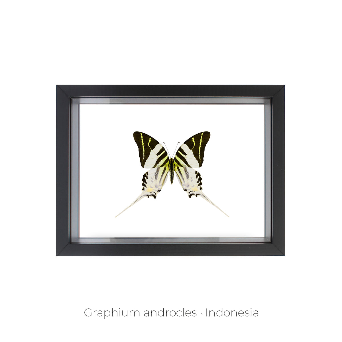 Cuadro de Mariposa Graphium - artículo decorativo