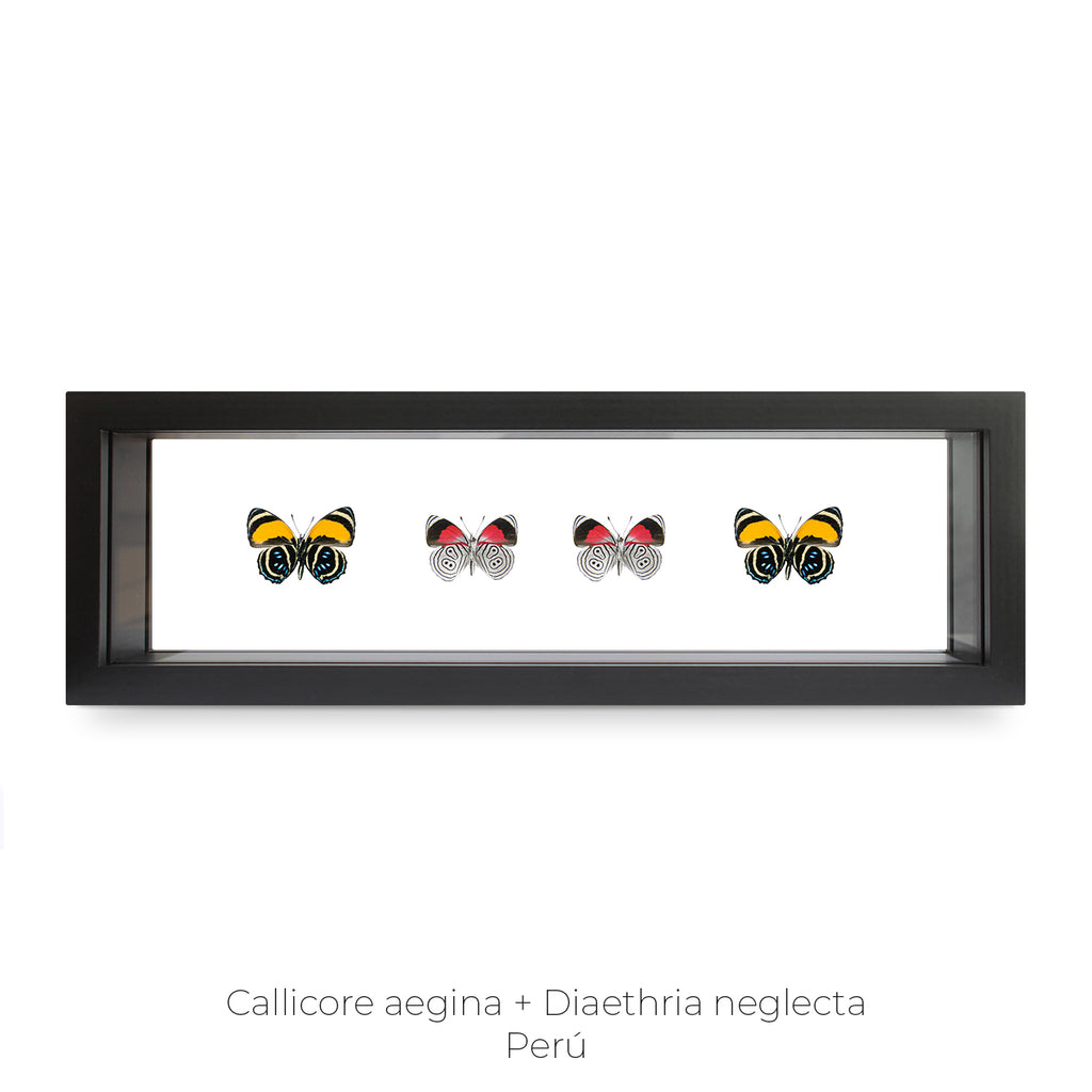 Cuadro de 4 Mariposas Callicore-diaethria - artículo decorativo