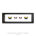 Cuadro de 4 Mariposas Callicore-diaethria - artículo decorativo