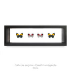 Cuadro de 4 Mariposas Callicore-diaethria - artículo decorativo