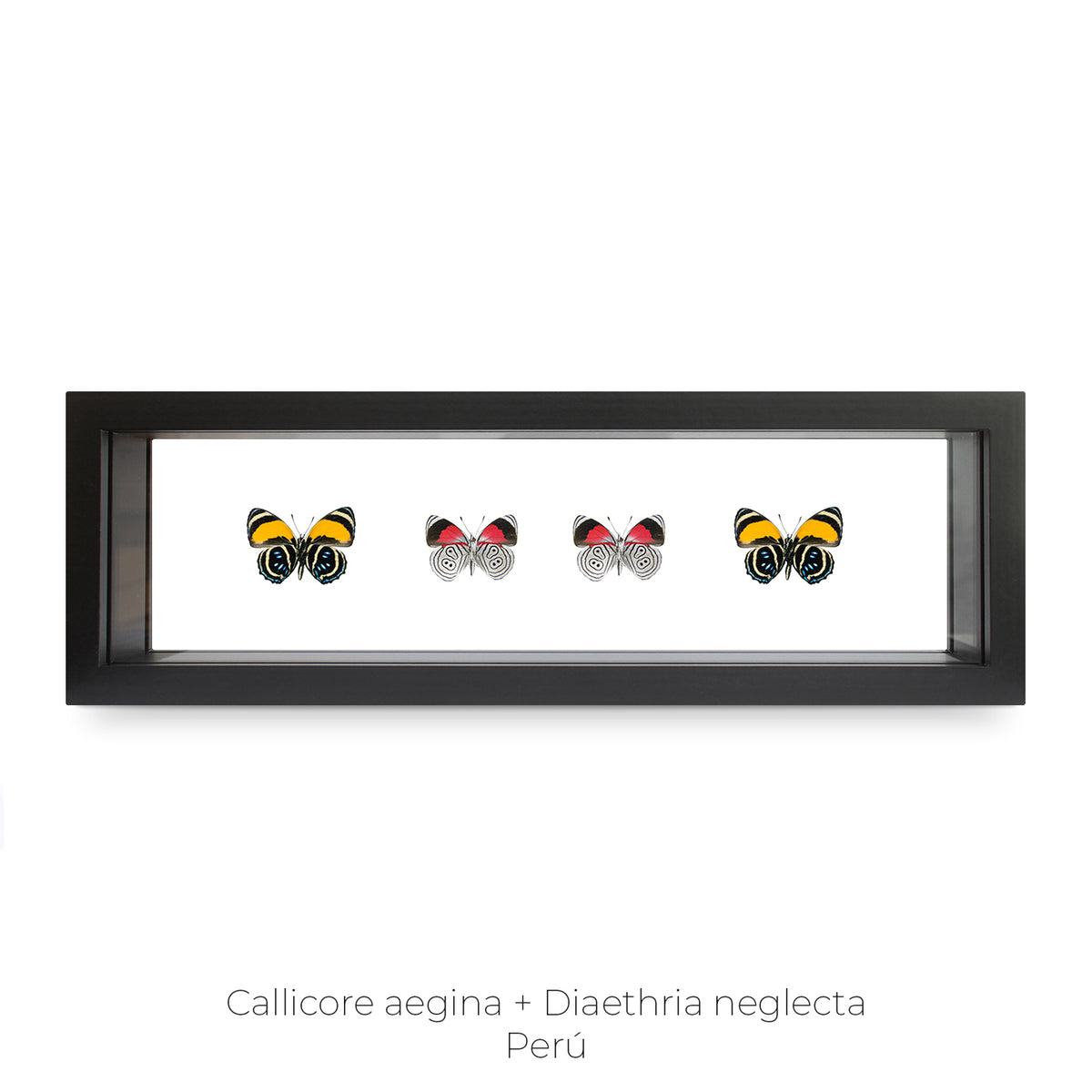 Cuadro de 4 Mariposas Callicore-diaethria - artículo decorativo