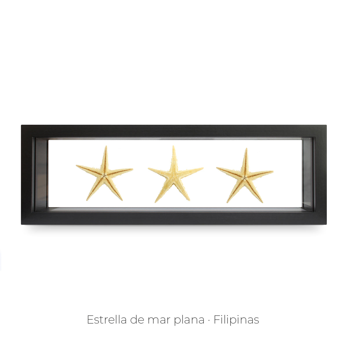 Cuadro de 3 Estrellas de Mar - artículo decorativo