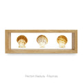 Cuadro con 3 Caracolas - artículo decorativo