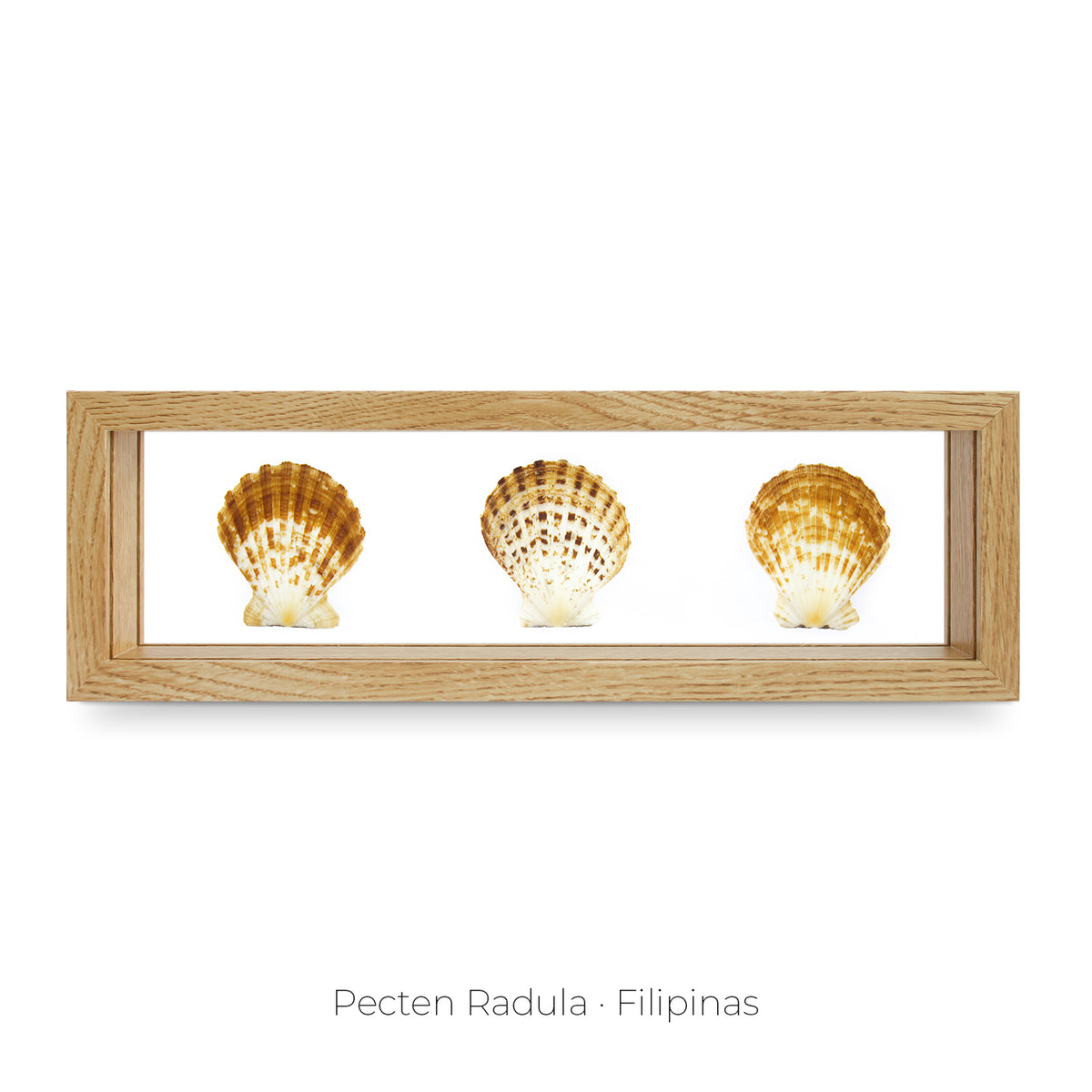 Cuadro con 3 Caracolas - artículo decorativo