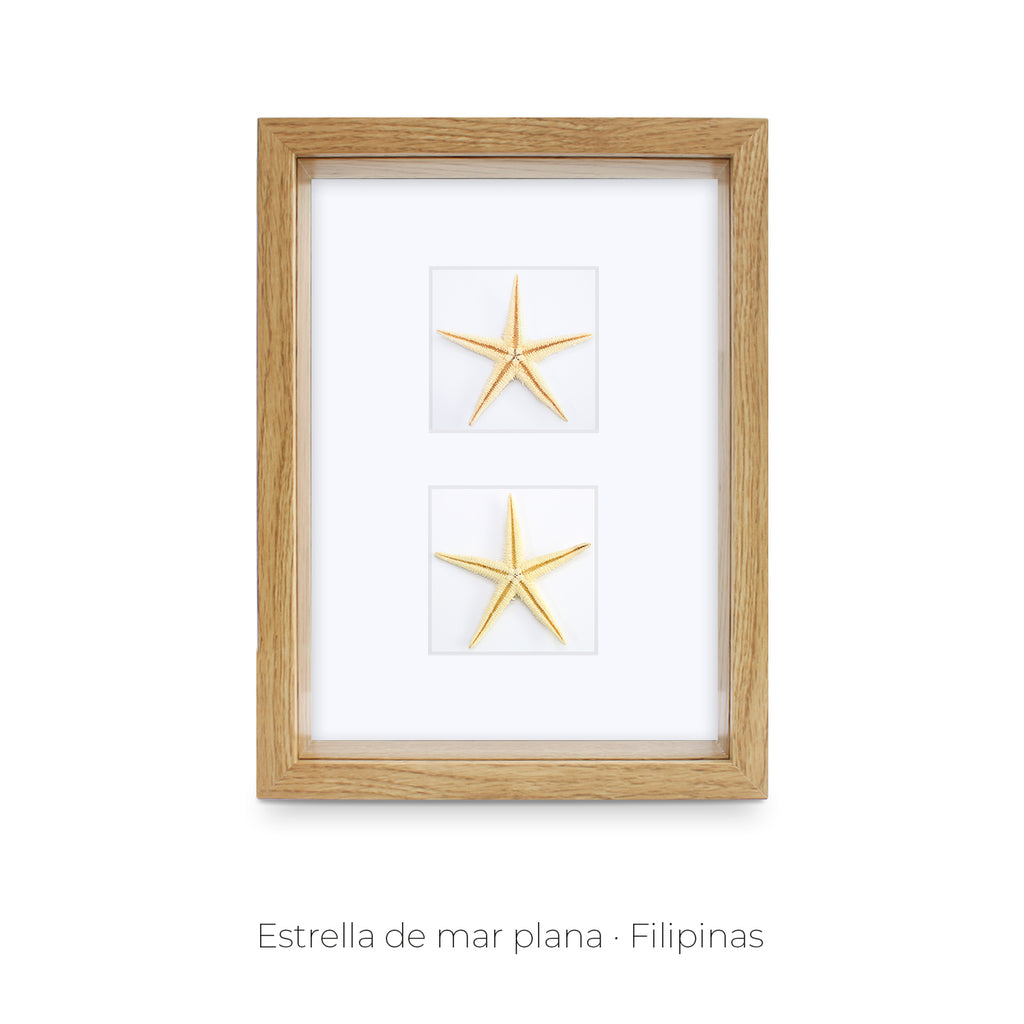 Cuadro Estrellas de Mar - artículo decorativo