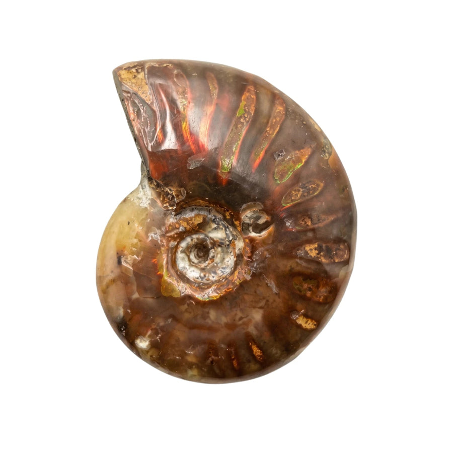 AMONITE FOSIL ROJO NACARADO