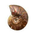 AMONITE FOSIL ROJO NACARADO