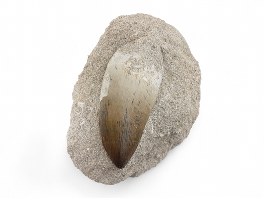 DIENTE DE MOSASAURIO FÓSIL