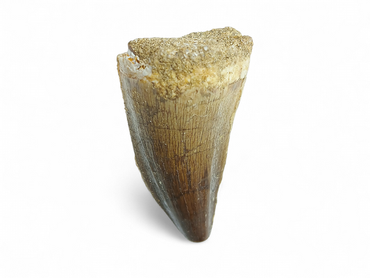 DIENTE DE MOSASAURIO FÓSIL