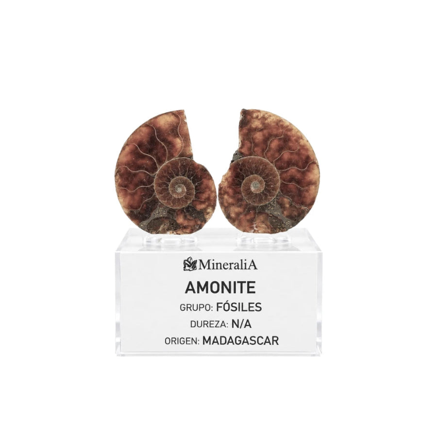AMONITE PAR BASE ACRILICO