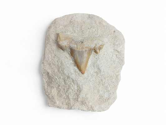 DIENTE DE TIBURON FÓSIL