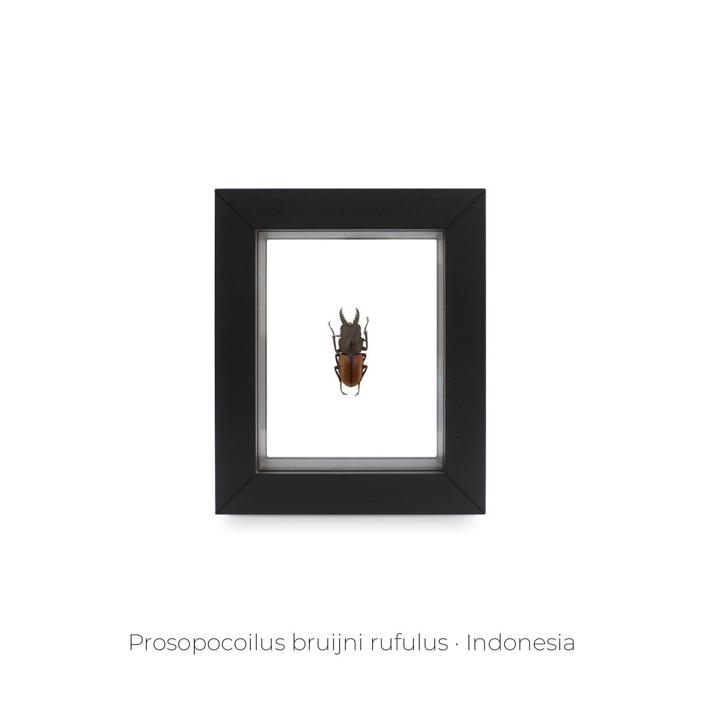 Cuadro de Insecto Prosopocoilus Bruijni - artículo decorativo