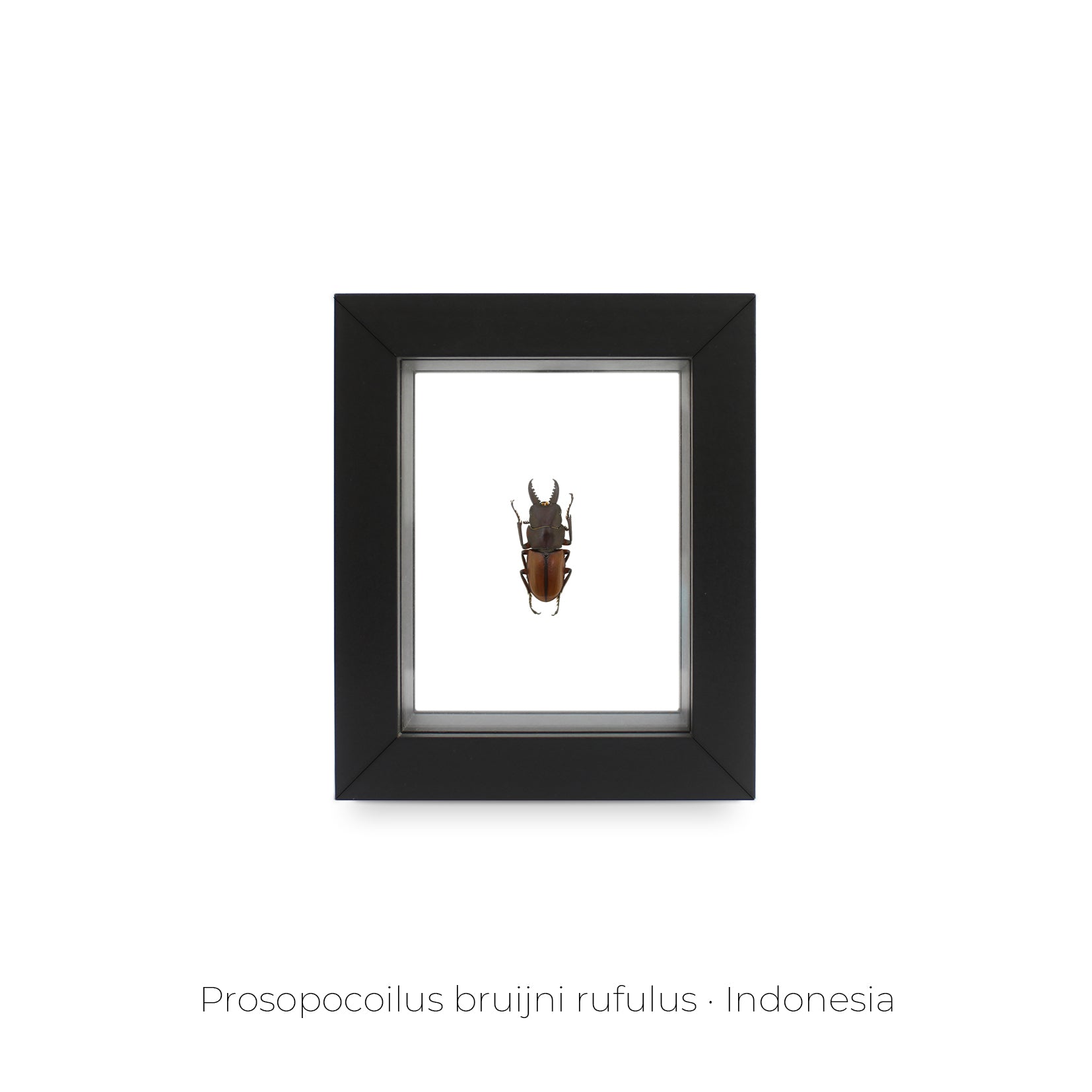 Cuadro de Insecto Prosopocoilus Bruijni - artículo decorativo
