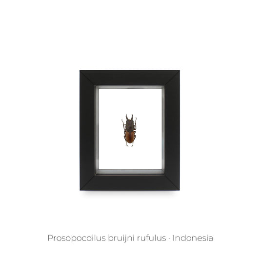 CUADRO DE INSECTO PROSOPOCOILUS BRUIJNI