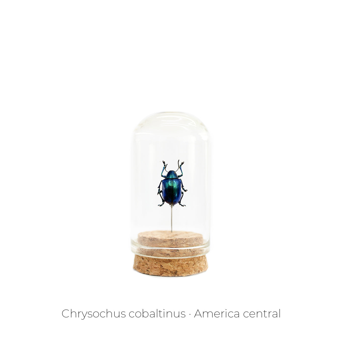 CAPELO DE INSECTO CHRYSOCHUS