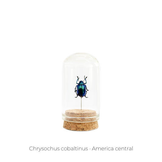 CAPELO DE INSECTO CHRYSOCHUS