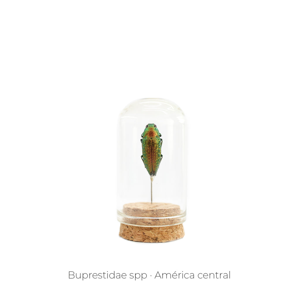 Capelo de Insecto Buprestidae - pieza natural | Mineralia
