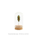 Capelo de Insecto Buprestidae - pieza natural | Mineralia