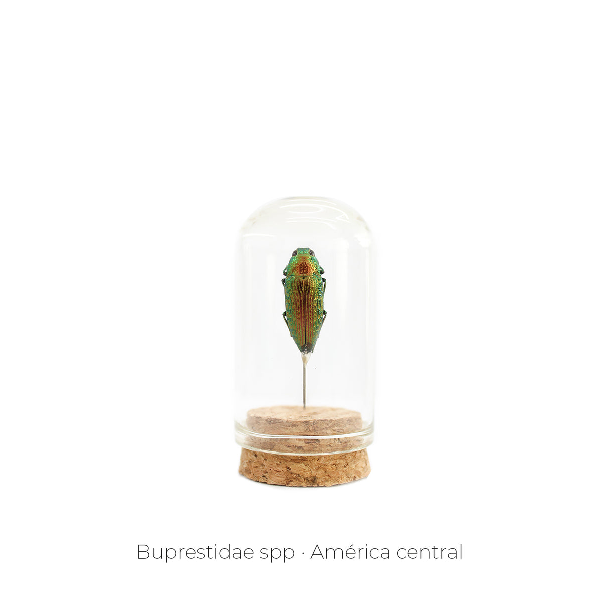 Capelo de Insecto Buprestidae - pieza natural | Mineralia