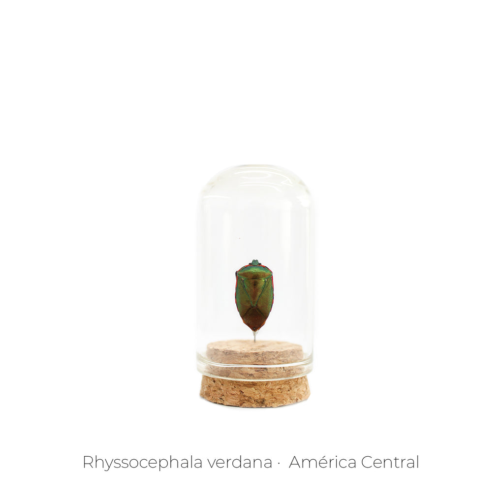 Capelo de Insecto Rhyssocephala - pieza natural | Mineralia