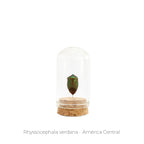 Capelo de Insecto Rhyssocephala - pieza natural | Mineralia