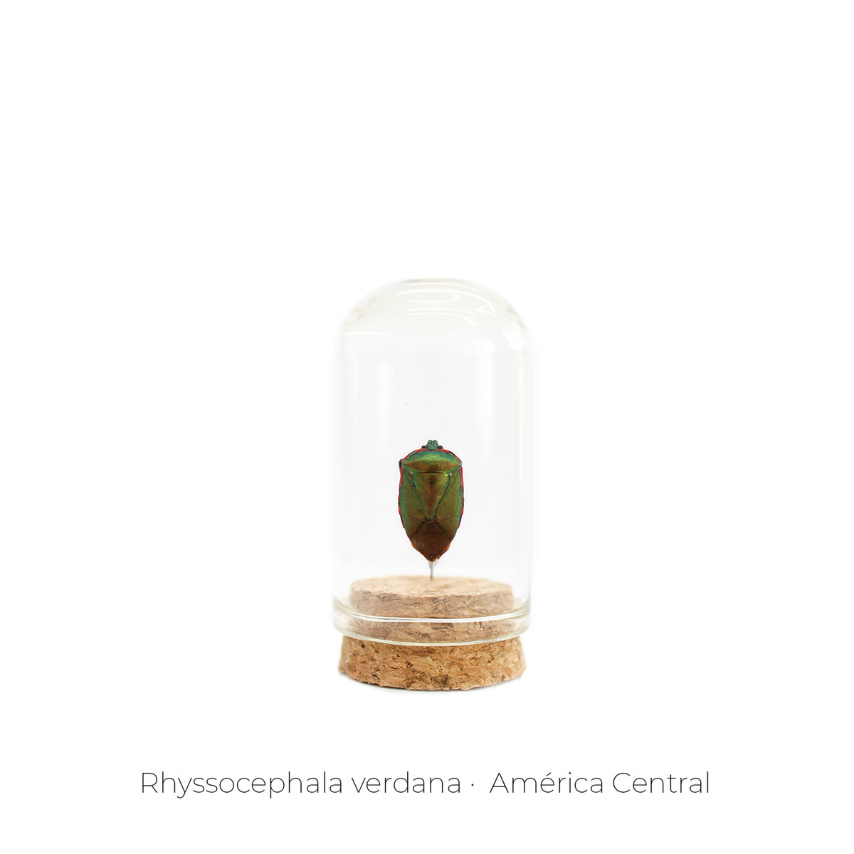 Capelo de Insecto Rhyssocephala - pieza natural | Mineralia