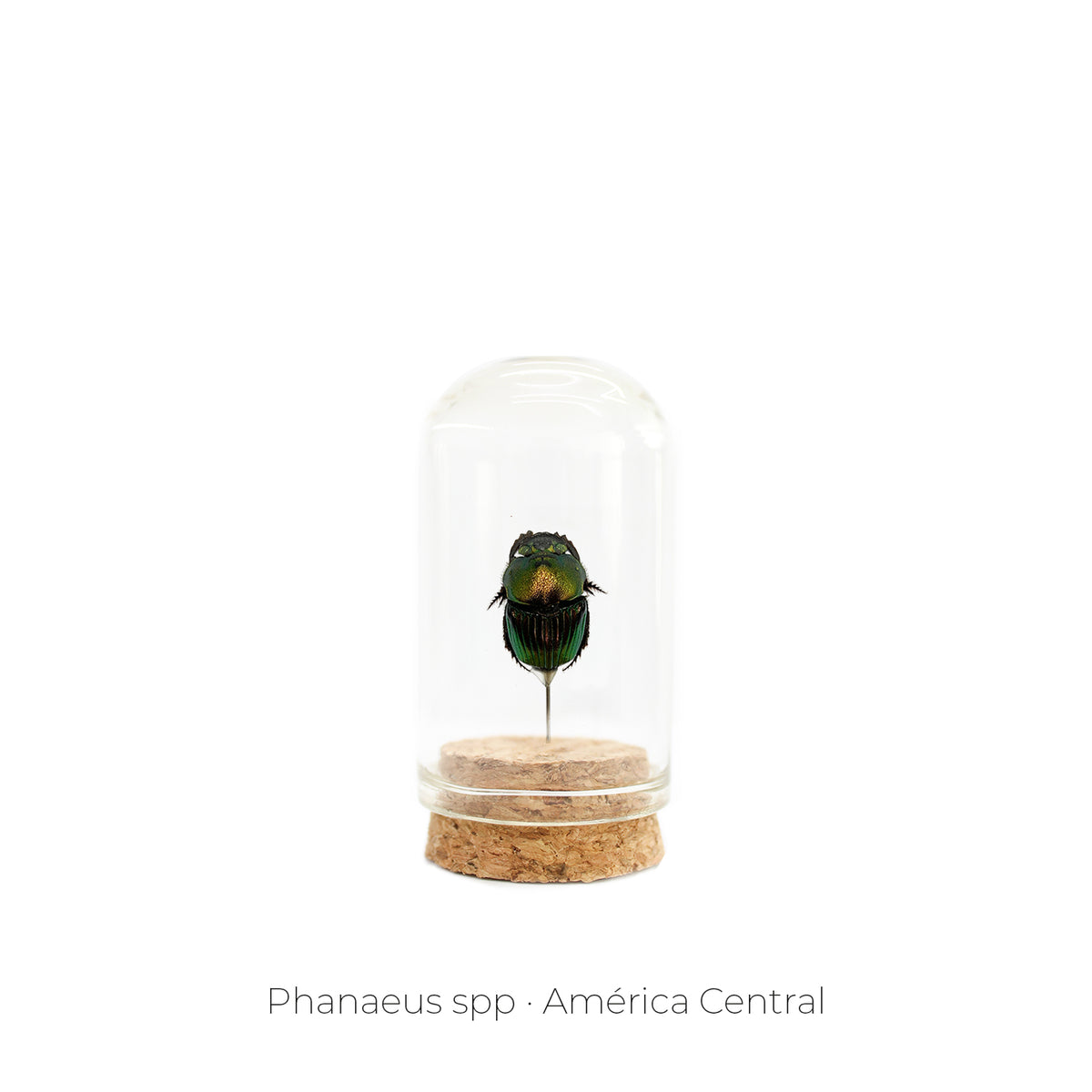 Capelo de Insecto Phanaeus - pieza natural | Mineralia